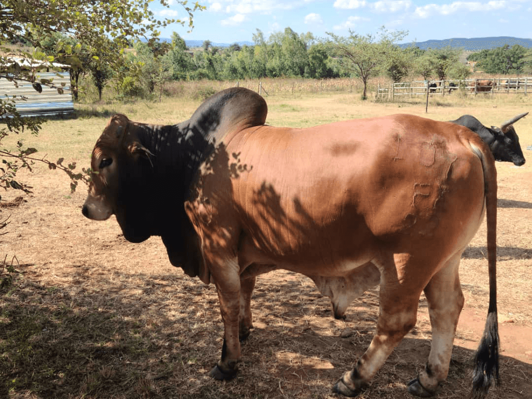 bull community banner